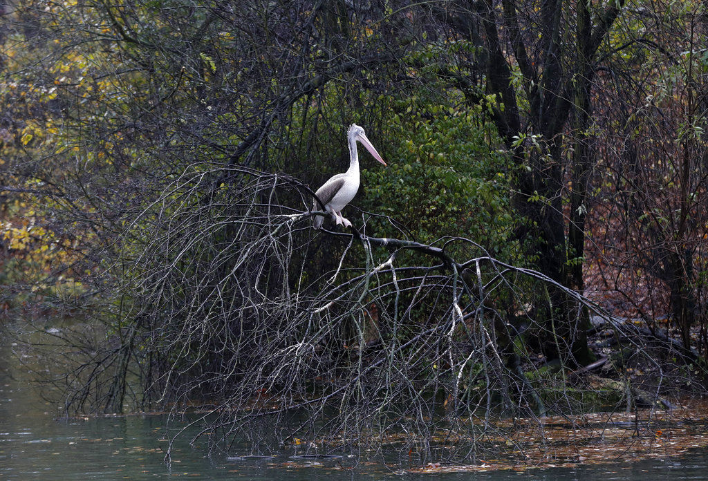 Pelican sits on branch